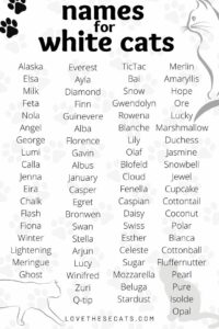 female-cat-names-for-white-cats