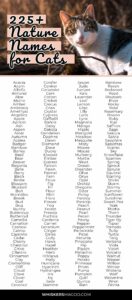 female-cat-names-related-to-weather