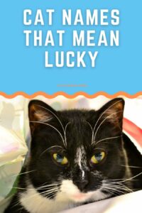 female-cat-names-that-mean-lucky