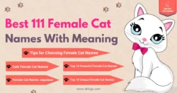 female-cat-names-that-mean-sweet
