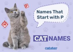 female-cat-names-that-start-with-p