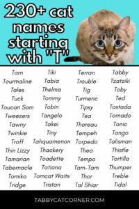 female-cat-names-that-start-with-t