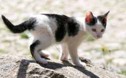 female-cat-names-white-with-black-spots