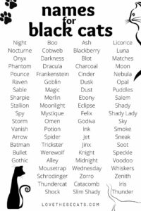 funny-cat-names-for-black-cats