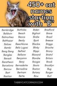 girl-cat-names-that-start-with-b