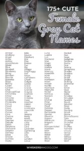 grey-and-white-female-cat-names