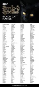 halloween-cat-names-for-black-cats