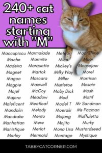 male-cat-names-that-start-with-m