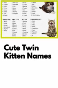 matching-cat-names-for-boy-and-girl