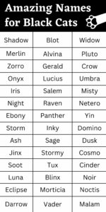 unique-black-cat-names-with-meaning