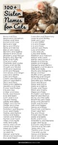 Unique Brother And Sister Cat Names unique-brother-and-sister-cat-names