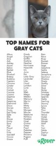 unique-cat-names-for-grey-cats