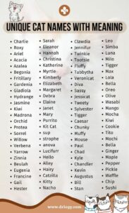 unique-male-cat-names-with-meaning