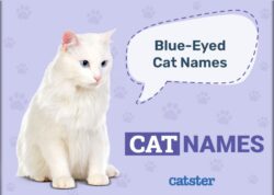 white-male-cat-names-with-blue-eyes