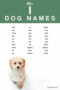 4-letter-dog-names-that-end-in-i