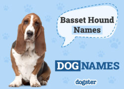 basset-hound-dog-names-female