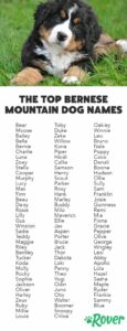 bernese-mountain-dog-names-for-males