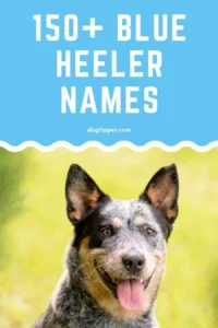blue-heeler-male-dog-names