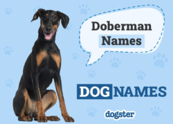 Doberman Dog Names for Male doberman-dog-names-for-male