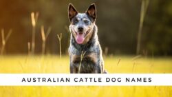 dog-names-for-australian-cattle-dogs