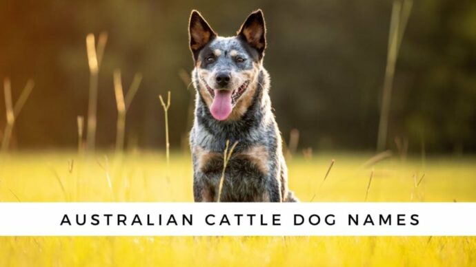 Dog Names For Australian Cattle Dogs