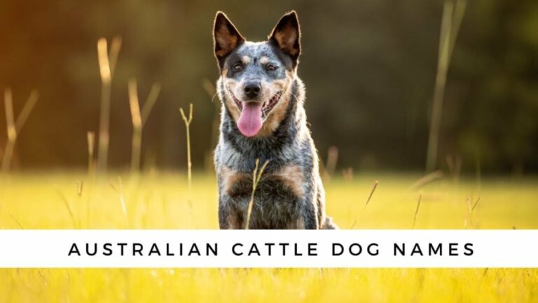 Dog Names For Australian Cattle Dogs