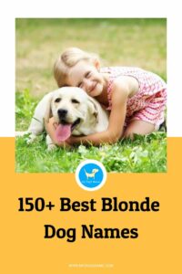 dog-names-for-blonde-dogs