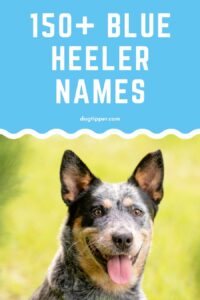 dog-names-for-blue-heelers