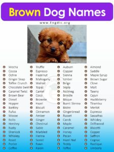 dog-names-for-brown-female-puppies