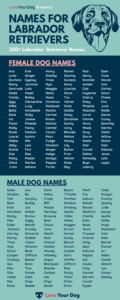 dog-names-for-chocolate-labradors
