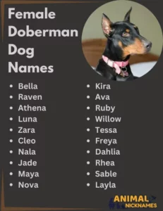 dog-names-for-doberman-pinschers