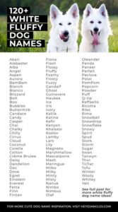 dog-names-for-fluffy-dogs