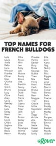 dog-names-for-french-bulldogs
