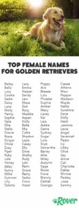 Dog Names For Golden Retriever dog-names-for-golden-retriever