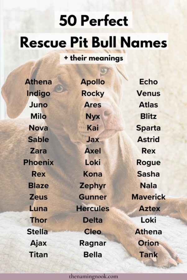 Dog Names For Rescue Dogs