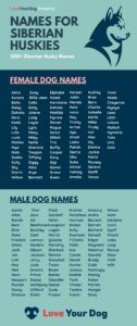 Dog Names for Siberian Husky Female dog-names-for-siberian-husky-female