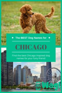 dog-names-inspired-by-chicago