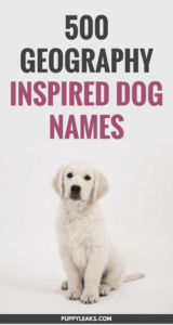 dog-names-inspired-by-cities