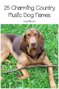 dog-names-inspired-by-country-music