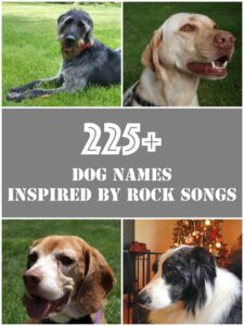 dog-names-inspired-by-songs
