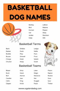 dog-names-inspired-by-sports
