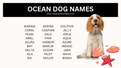 dog-names-inspired-by-the-ocean