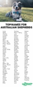 female-dog-names-for-australian-shepherds