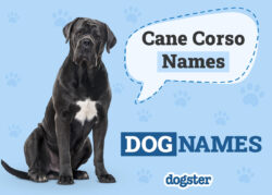 female-dog-names-for-cane-corso
