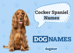 female-dog-names-for-cocker-spaniels