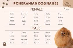 female-dog-names-for-pomeranian