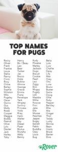 female-dog-names-for-pugs
