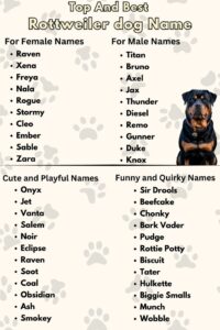 female-dog-names-for-rottweilers