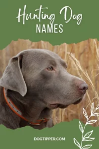 female-hunting-dog-names-with-meaning