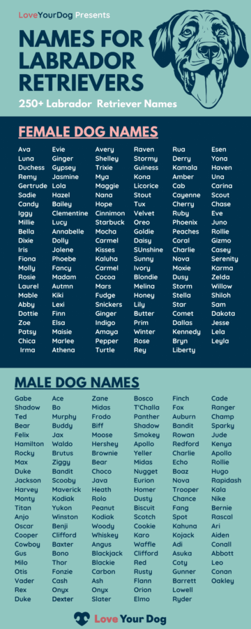 Female Labrador Dog Names With Meanings